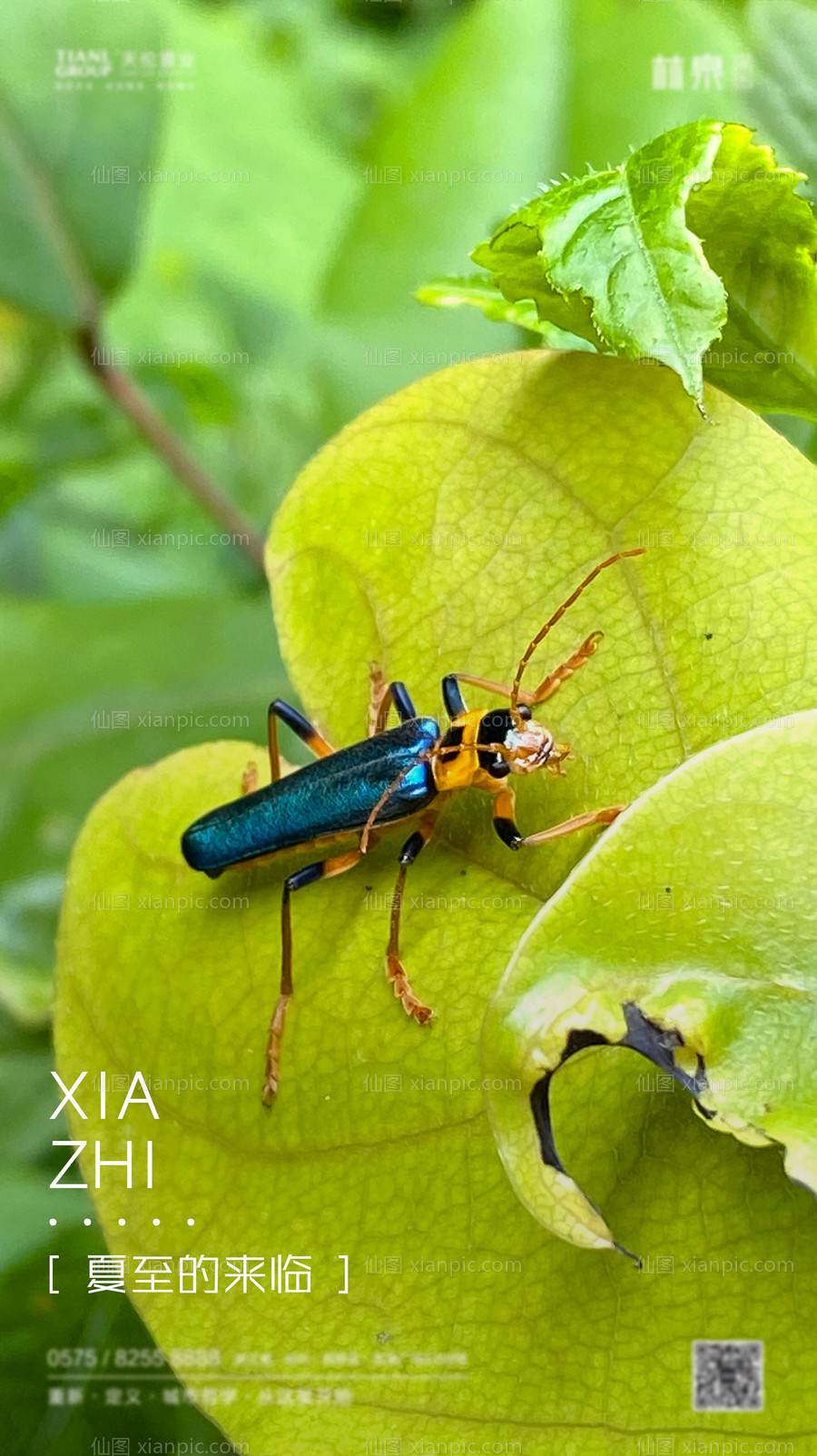 仙图网-小清新夏至海报