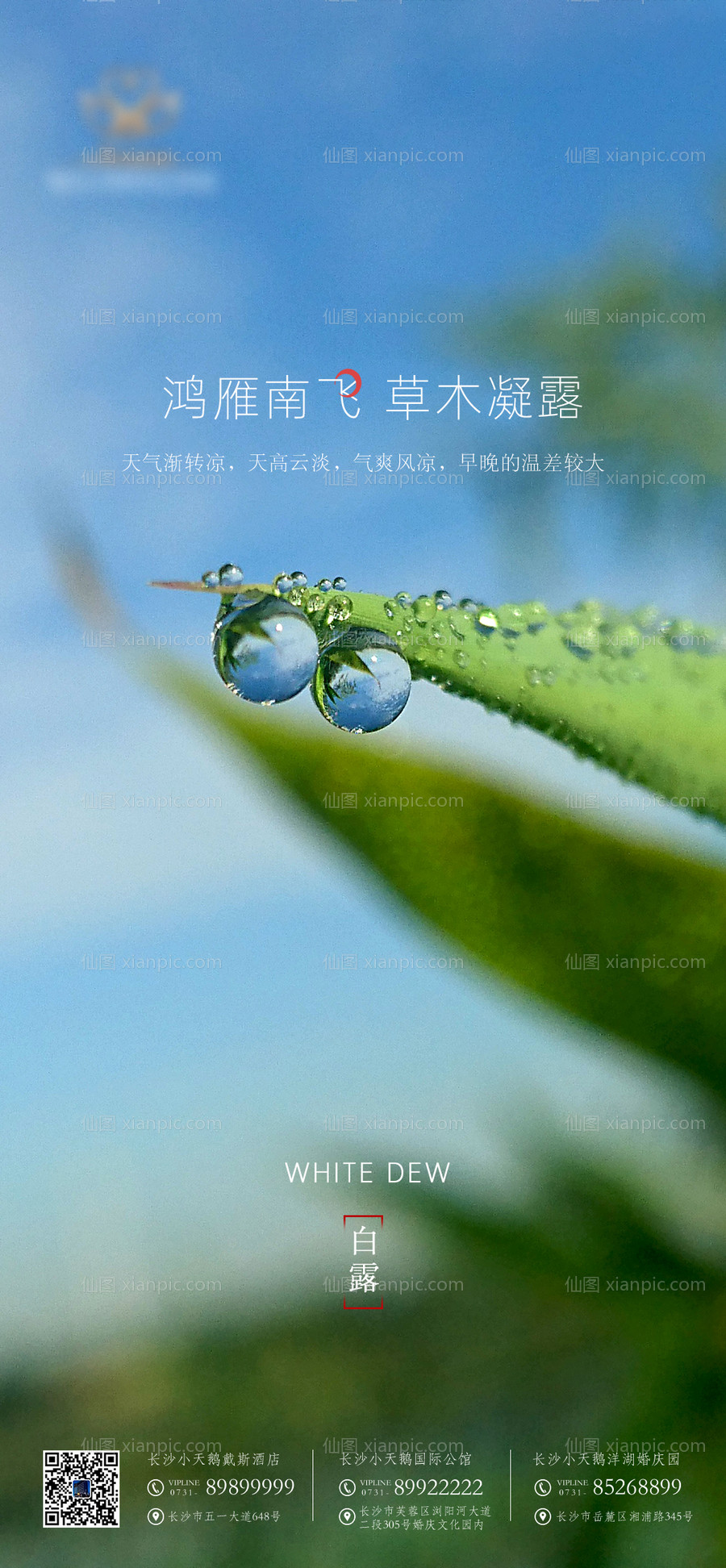 素材乐-白露节气海报