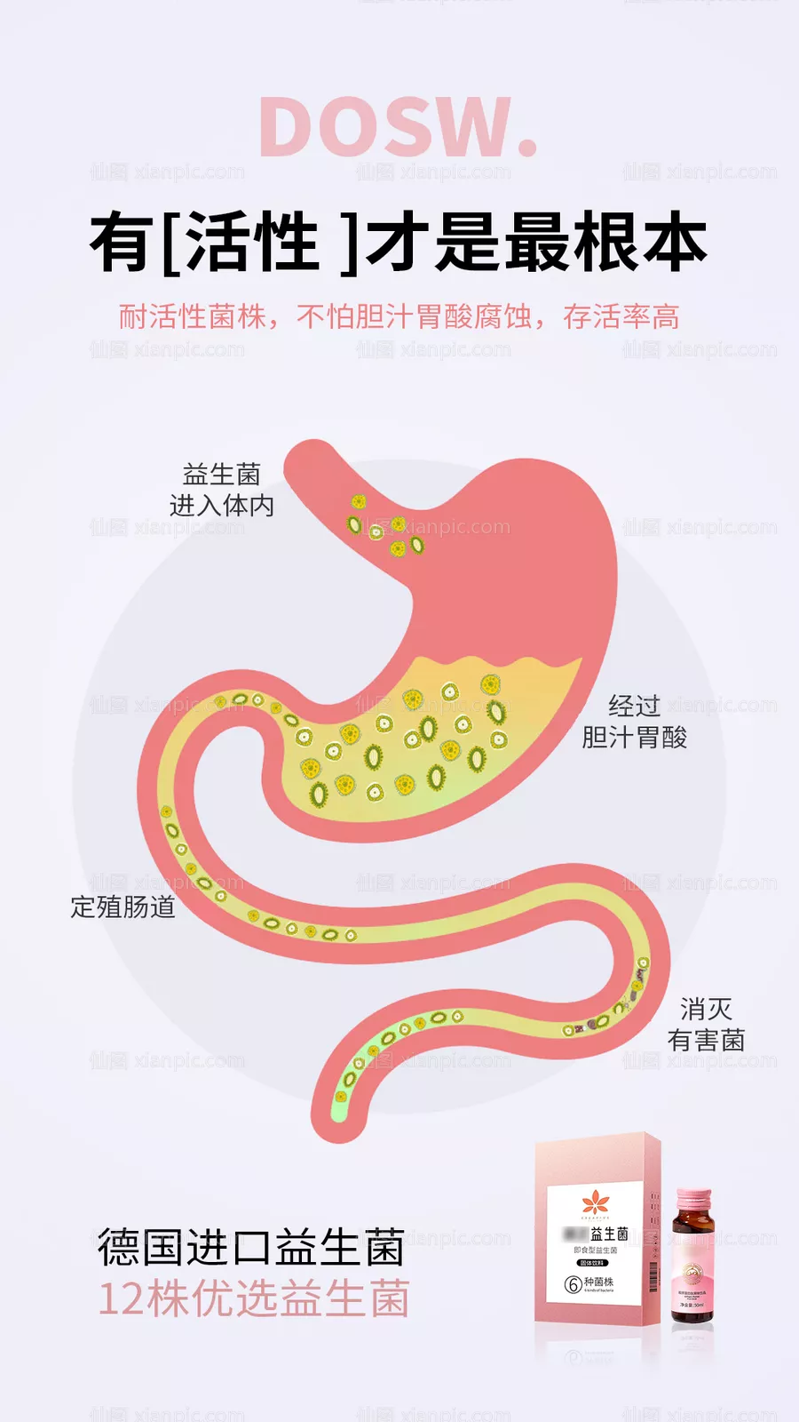 仙图网-益生菌酵素减肥塑身肠道圈图海报